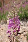 Chamaenerion angustifolium. Верхушка соцветия. Таджикистан, Согдийская обл., Айнинский р-н; Памиро-Алай, Фанские горы, побережье оз. Искандеркуль, дол. р. Сарытаг, ≈ 2290 м н.у.м., курумник. 25 июня 2026 г.