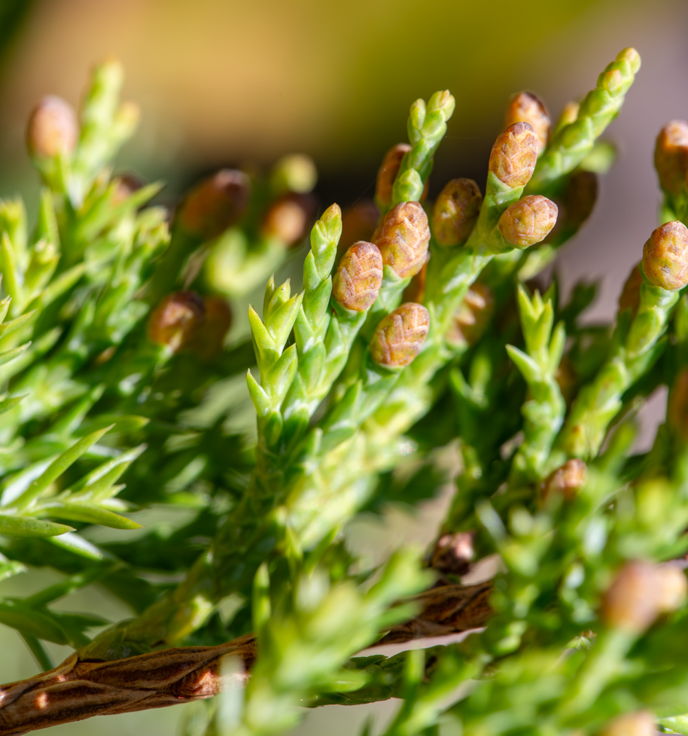 Image of Juniperus davurica specimen.