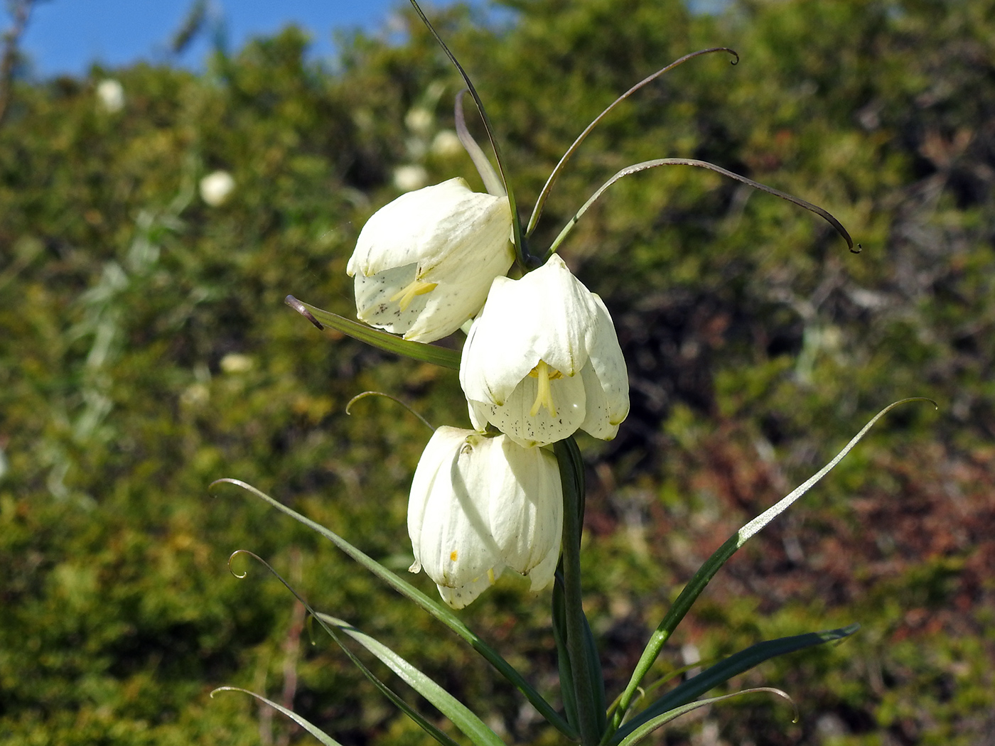 Image of Fritillaria leucantha specimen.