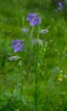 Campanula persicifolia. Верхушки побегов с цветками и бутонами. Башкортостан, Абзелиловский р-н, Ташбулатовский сельсовет, подножие хр. Кыктытау, в разреженной берёзовой роще. 12 июня 2025 г.