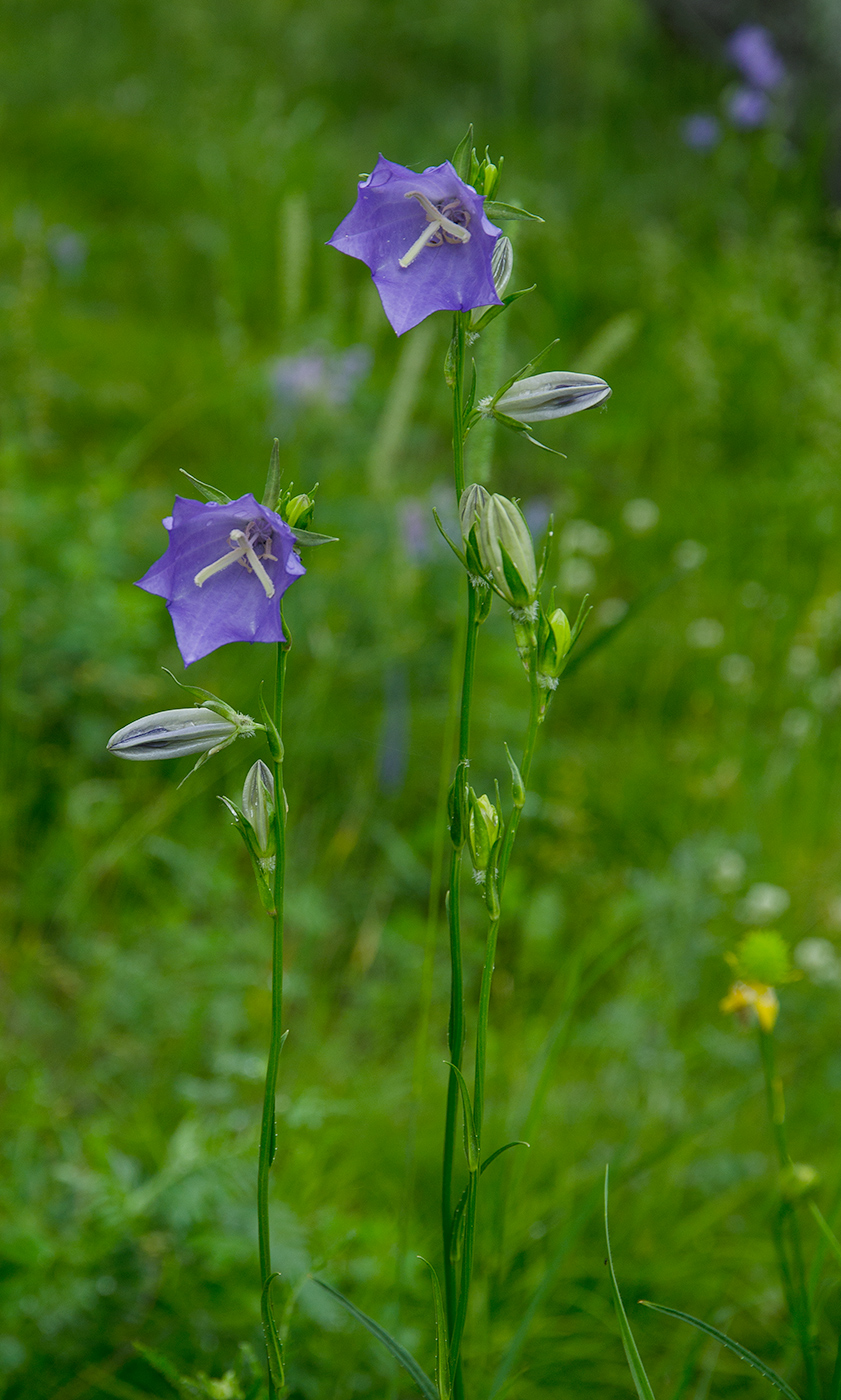 Image of Campanula persicifolia specimen.