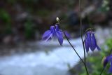 Aquilegia olympica. Цветок. Турция, ил Артвин, р-н Юсуфели, окр. моста, выс. 1500 м н.у.м., каменистый берег притока в 200 м от устья. 14 июня 2026 г.