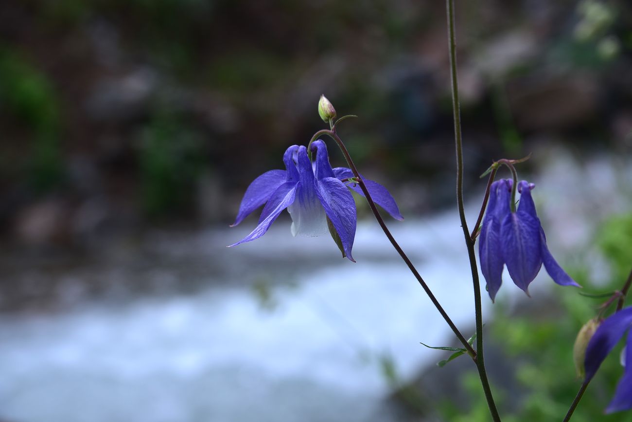 Image of Aquilegia olympica specimen.