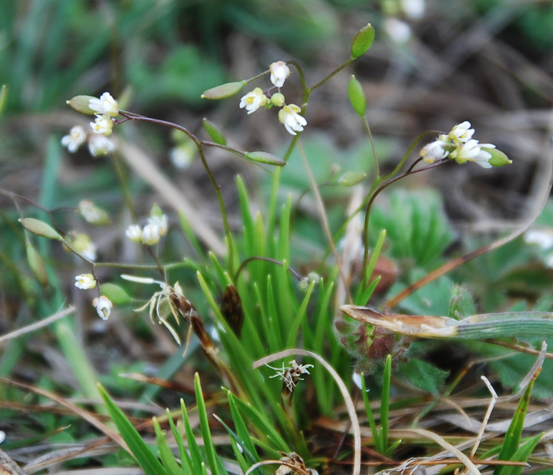 Изображение особи Erophila verna.