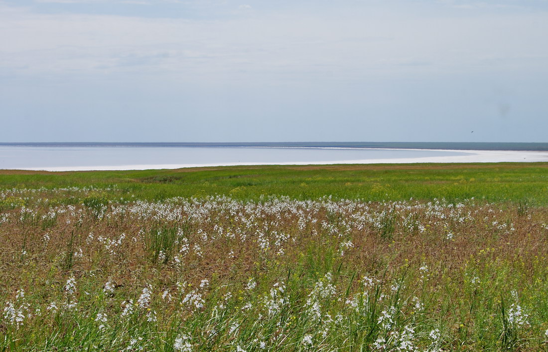 Image of Ornithogalum fischerianum specimen.