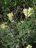 Astragalus glaucus. Верхняя часть цветущего растения. ЮВ Крым, окр. пос. Коктебель, хр. Биюк-Янышар. 9 июня 2011 г.