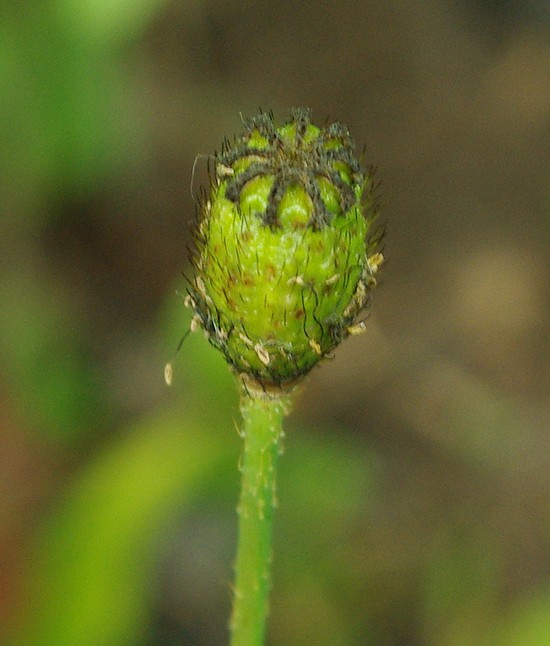 Изображение особи род Papaver.