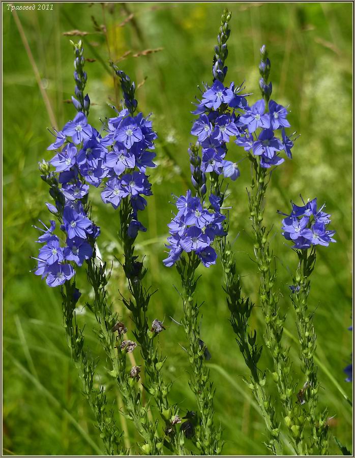 Изображение особи Veronica teucrium.