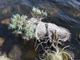 Salix lapponum. Стареющее растение с отмирающими ветвями. Кольский полуостров, Восточный Мурман, окр. Дальние Зеленцы, берег Седьмого Евтюковского оз. 09.07.2011.