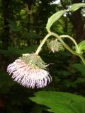 Cirsium weyrichii