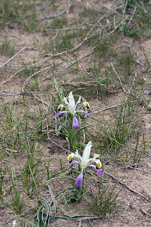 Image of Juno narbutii specimen.