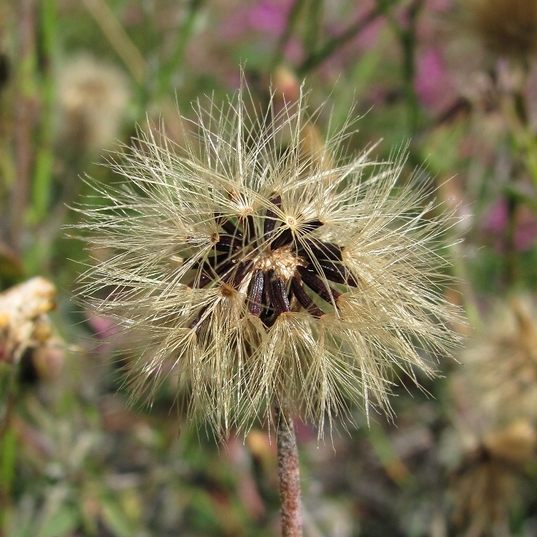 Изображение особи род Hieracium.