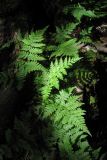 Dryopteris carthusiana. Вайи. Горный Крым, Чучельское болото. 25 августа 2011 г.