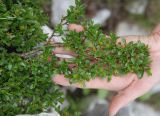 Salix serpillifolia