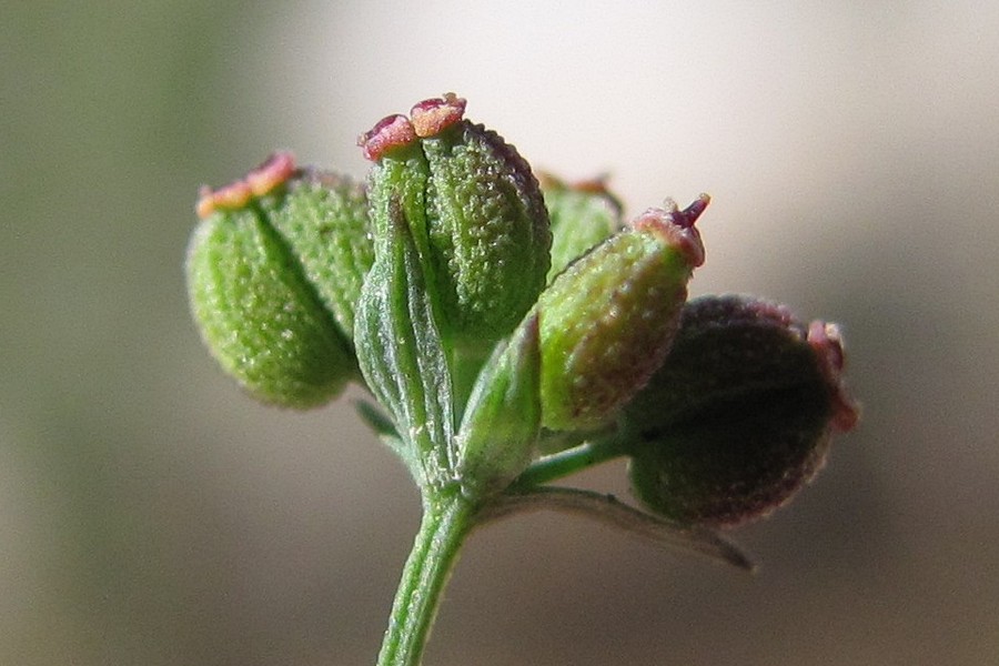 Image of Bupleurum marschallianum specimen.