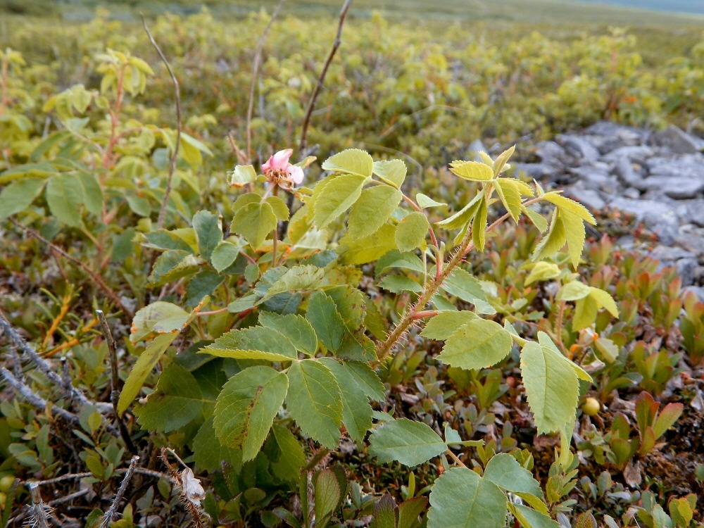 Image of Rosa acicularis specimen.