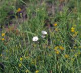 Convolvulus arvensis