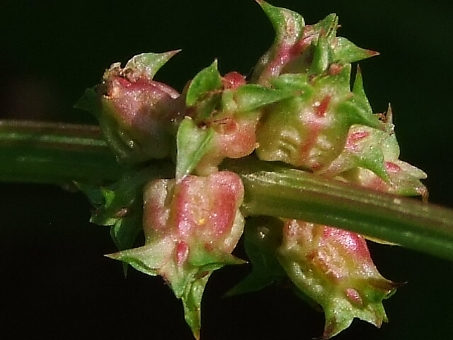 Изображение особи Rumex spinosus.