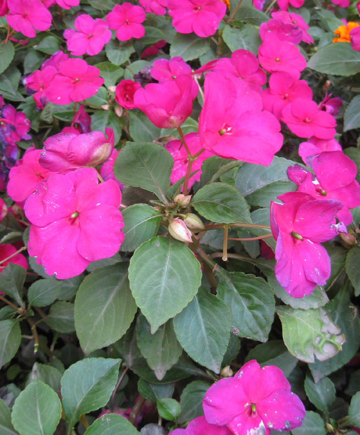 Image of Impatiens walleriana specimen.