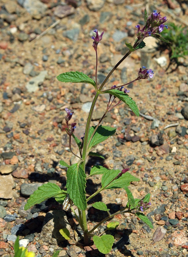 Image of Nepeta micrantha specimen.