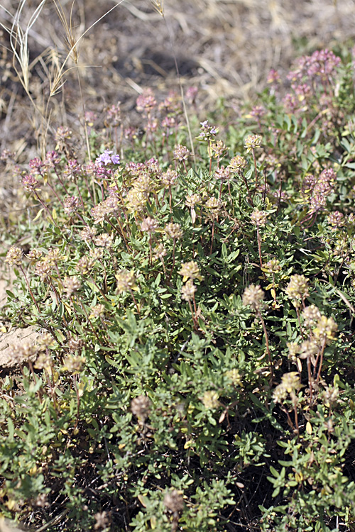 Изображение особи Thymus seravschanicus.