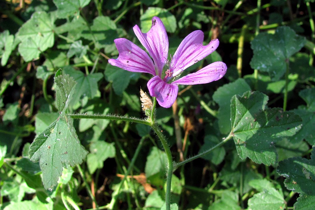 Image of Malva erecta specimen.