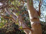 Arbutus andrachne