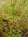 Linum catharticum. Основания побегов (видно характерное для вида супротивное расположение листьев). Нидерланды, провинция Groningen, национальный парк Lauwersmeer, заболоченный луг. 20 июля 2008 г.