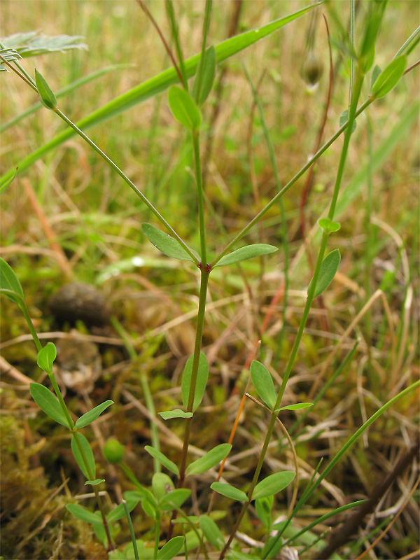 Image of Linum catharticum specimen.