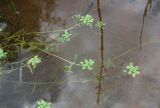 Callitriche palustris