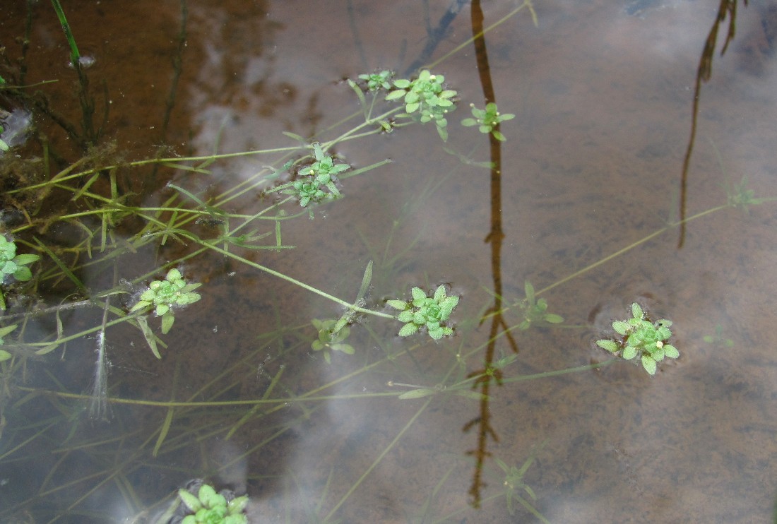 Изображение особи Callitriche palustris.