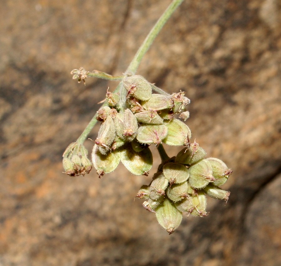 Image of Semenovia vachanica specimen.