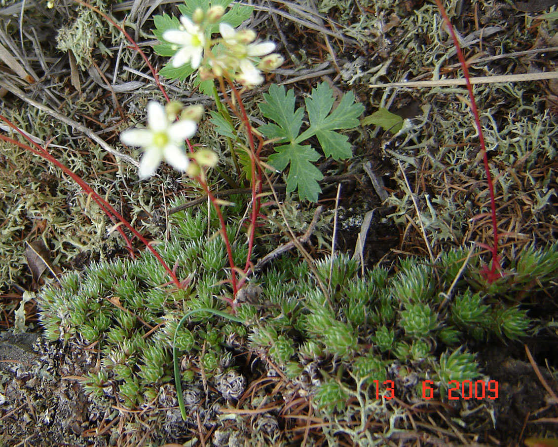 Image of Saxifraga bronchialis specimen.