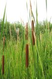 Typha angustifolia. Верхушки цветущих растений. Татарстан, Верхнеуслонский р-н, дер. Савино, у дороги. 11.07.2011.