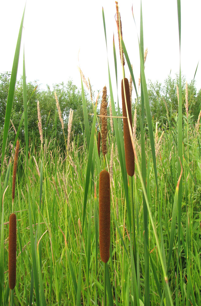 Изображение особи Typha angustifolia.