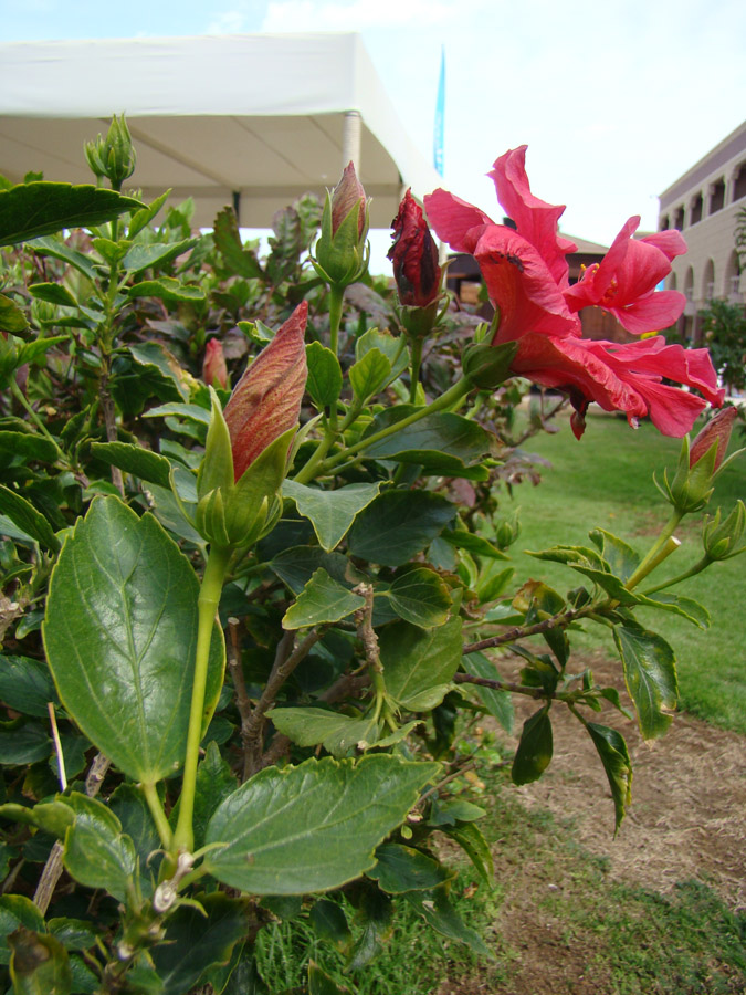 Image of Hibiscus rosa-sinensis specimen.