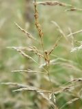 Agrostis gigantea. Верхушка плодоносящего растения. Смоленская обл., Смоленский р-н, дер. Жарь, край запущенного поля. 29.08.2011.