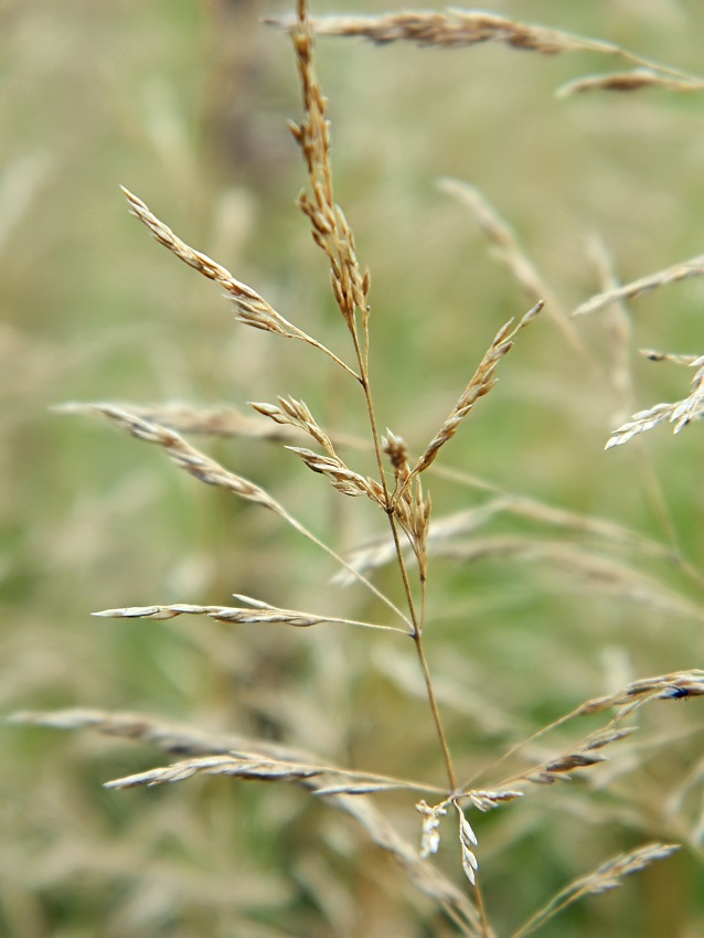 Изображение особи Agrostis gigantea.