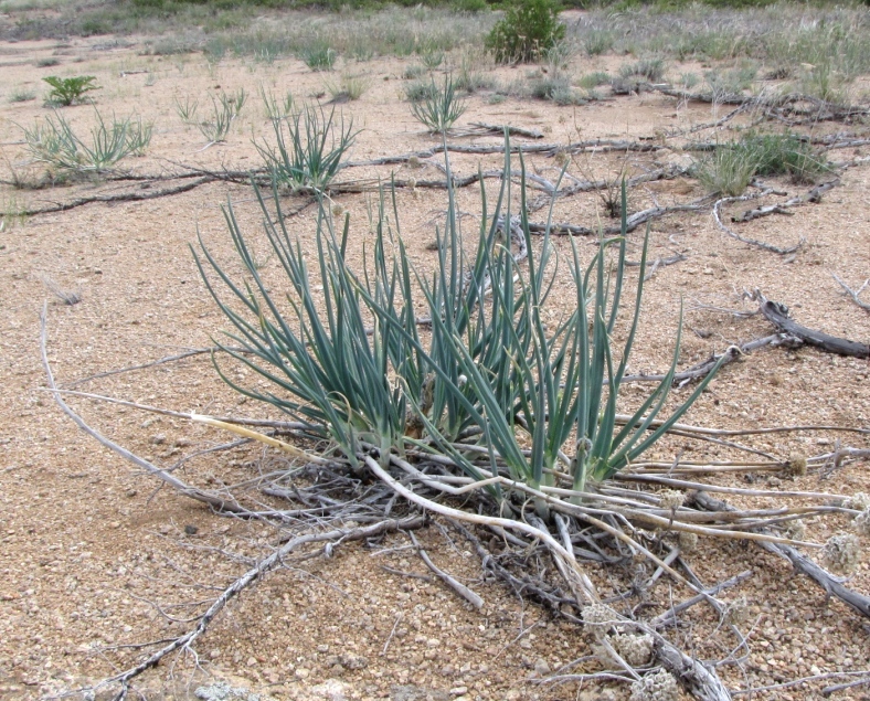 Image of Allium galanthum specimen.