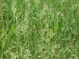 Poa subcaerulea