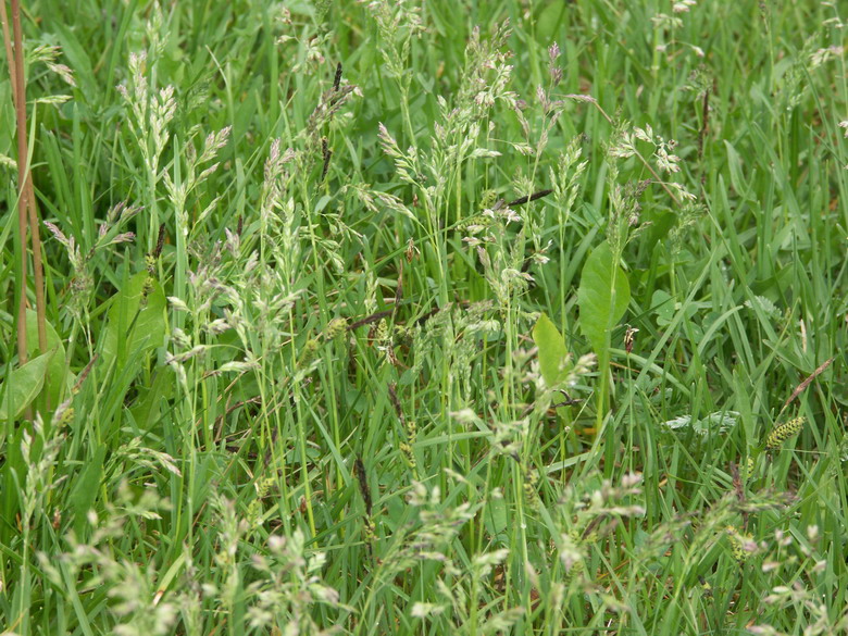 Image of Poa subcaerulea specimen.