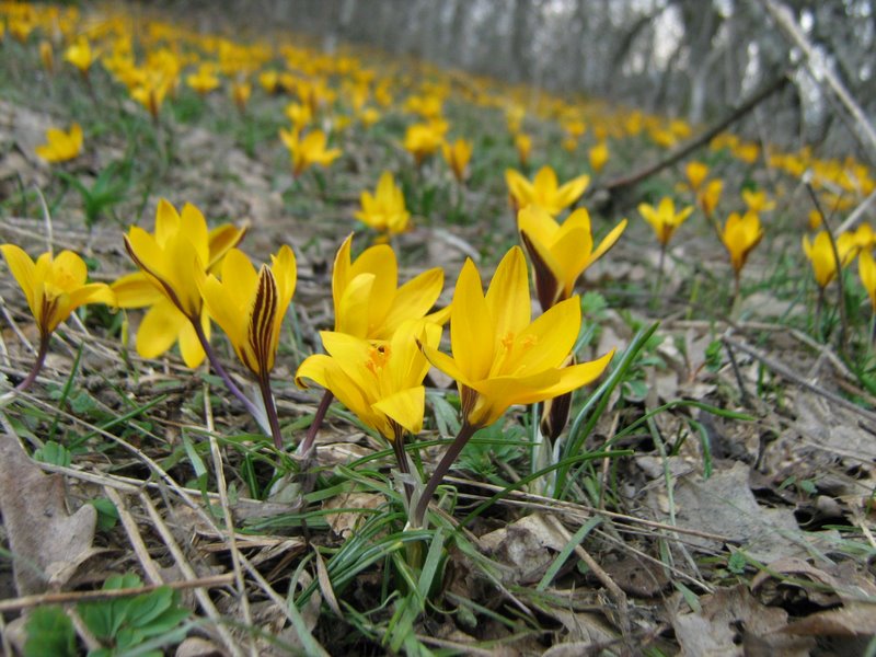 Изображение особи Crocus angustifolius.