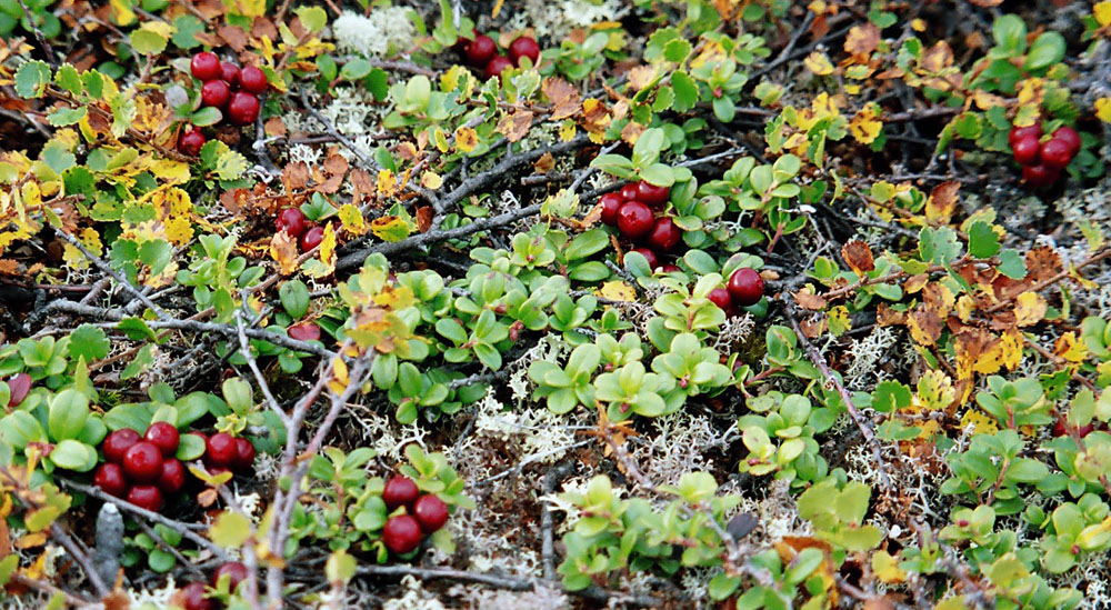 Изображение особи Vaccinium vitis-idaea var. minus.