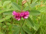 Trifolium pacificum