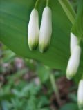 Polygonatum odoratum. Цветки. Крым, окр. Ялты, хр. Иограф. 30 апреля 2012 г.