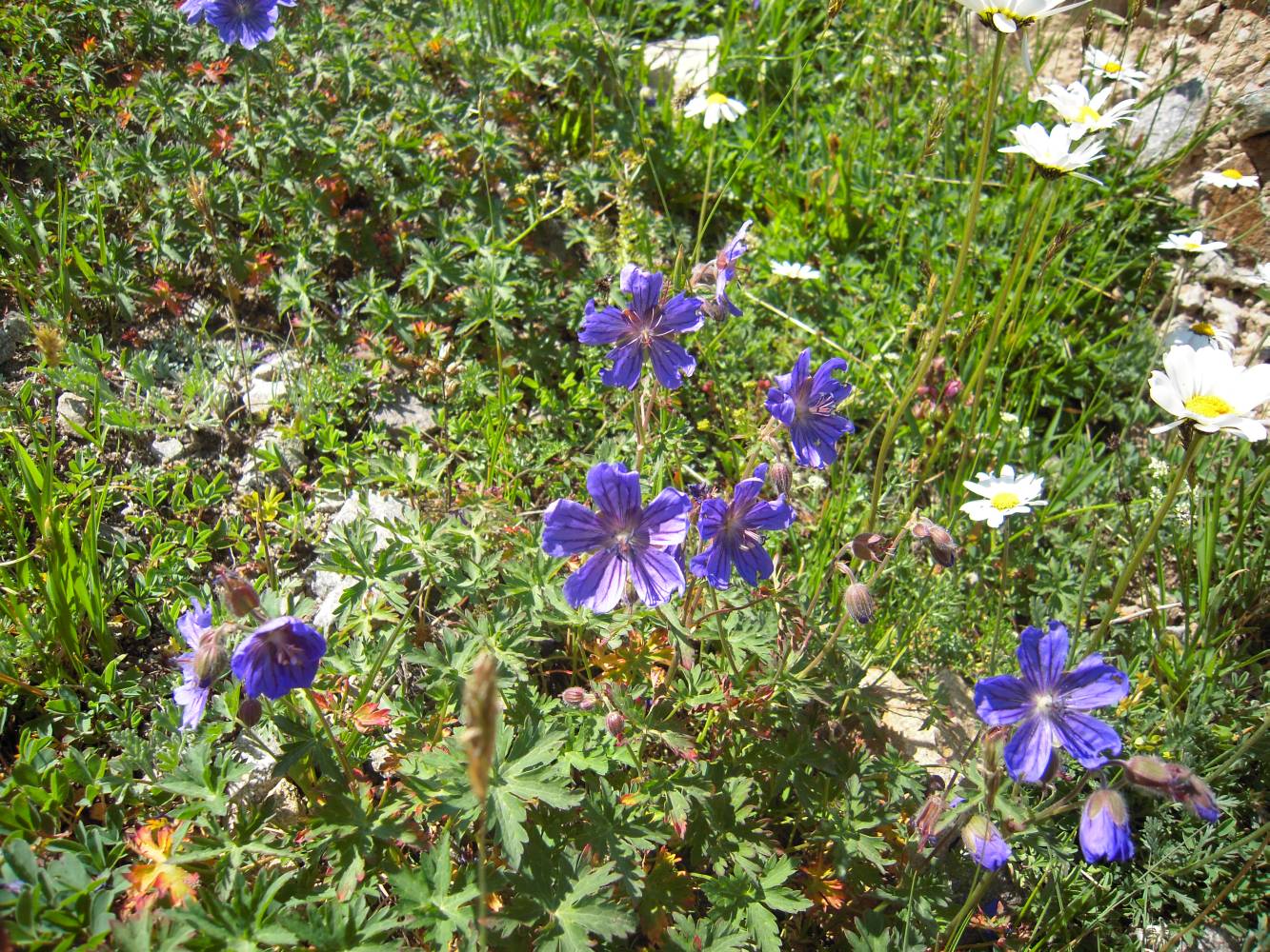 Изображение особи Geranium gymnocaulon.