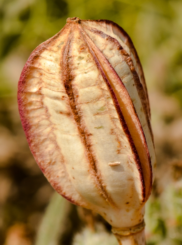 Изображение особи Tulipa agenensis.