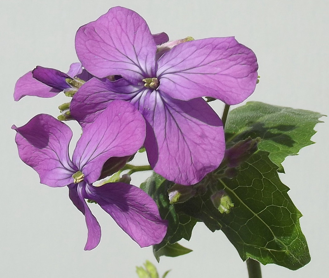 Image of Hesperis matronalis specimen.