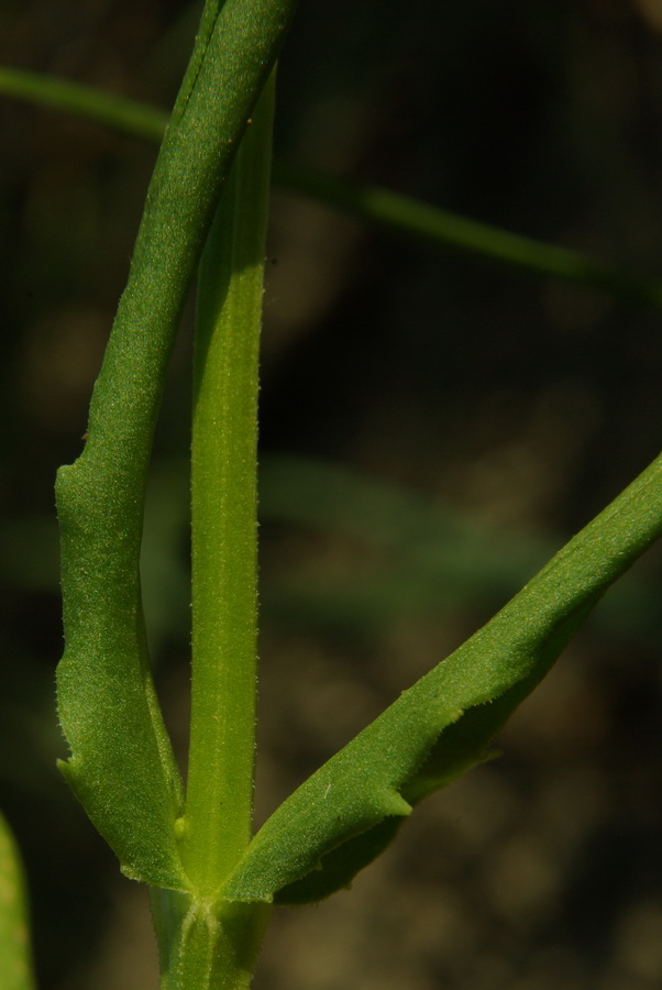 Image of Valerianella pontica specimen.
