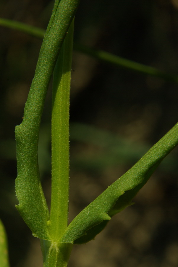 Изображение особи Valerianella pontica.